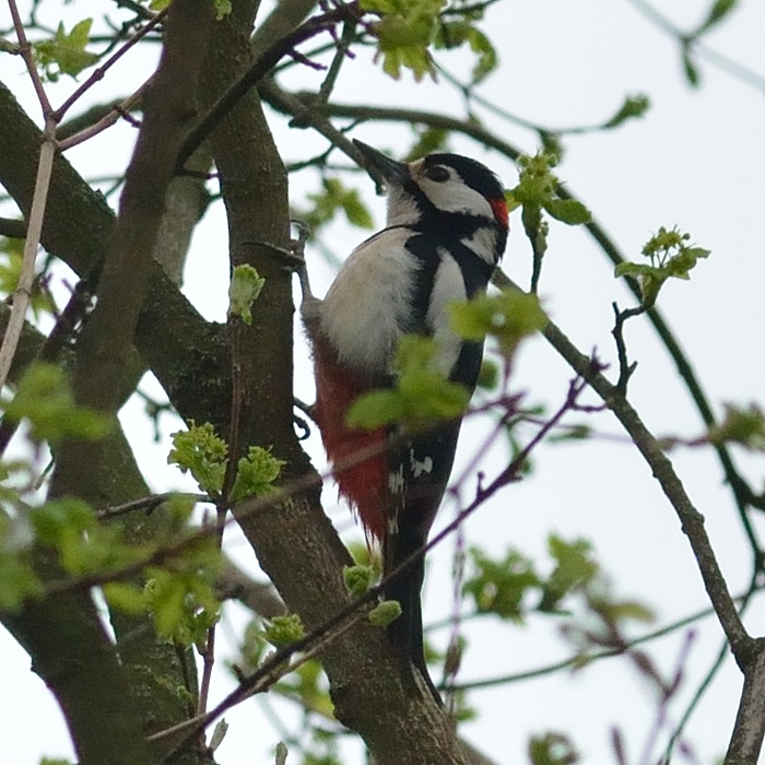 Grote Bonte Specht